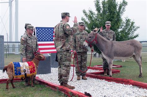 Fort Sill enlists donkey mascot | Article | The United States Army