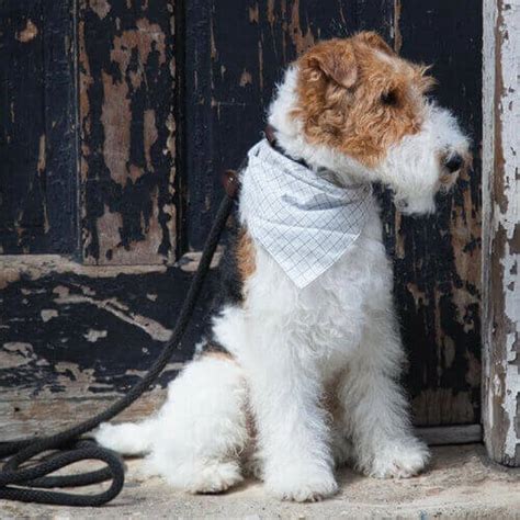 How To Care For Wire Fox Terriers | VIDA Veterinary Care