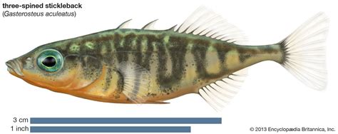 Stickleback | Adaptations, Habitat & Diet | Britannica