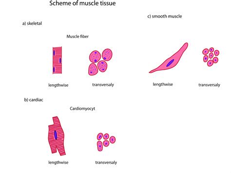 Types Of Muscle Tissue