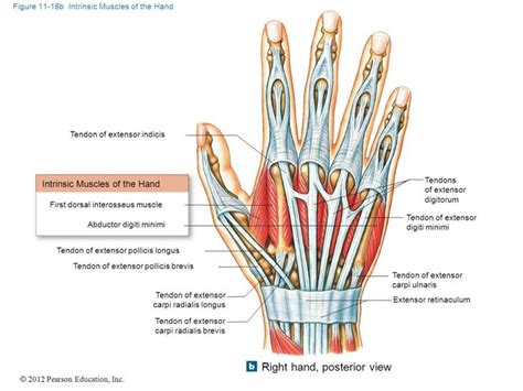 Image result for tendons of extensor digitorum hand posterior | Hand anatomy, Hand therapy ...