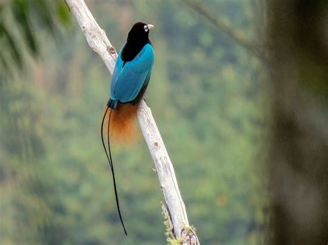 Admire the mesmerizing beauty of the blue bird of paradise, the bird from heaven