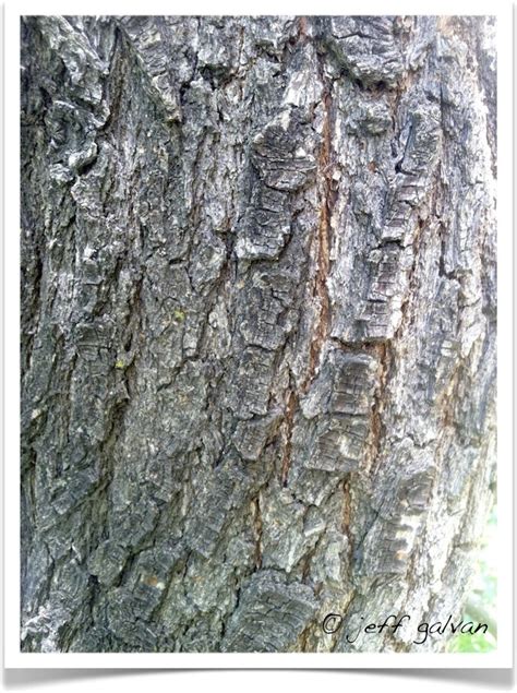 callery pear – Identify by Bark | Boulder Tree Care - Pruning & Tree ...