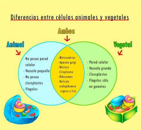 Diferencias entre la célula animal y la célula vegetal