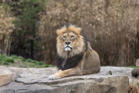 African Lion - Cincinnati Zoo & Botanical Garden