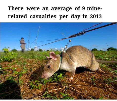 PHOTOS: Meet The AMAZING "HERO-RATS" That Sniff Out Landmines. - Crime ...