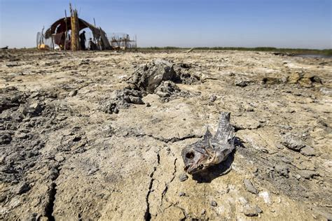 After Comeback, Southern Iraq’s Marshes Are Now Drying Up - Yale E360