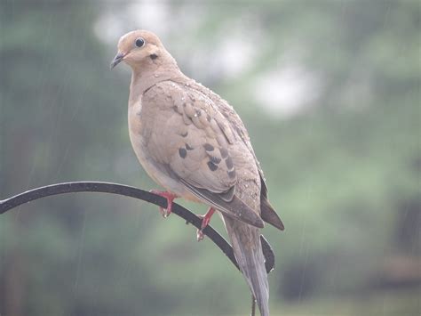 What Is the Dove Meaning When a Mourning Dove Visits You?