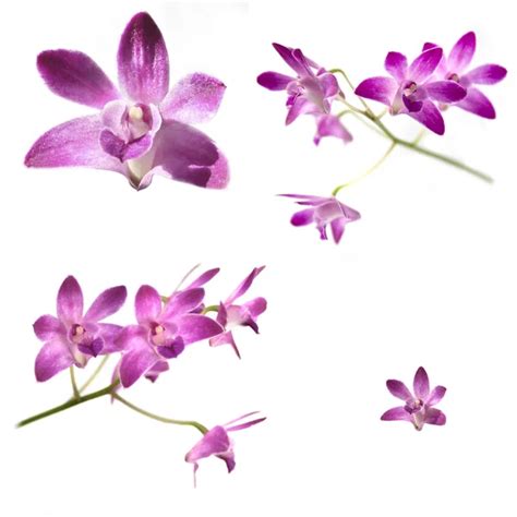 Collection of Purple Dendrobium orchids — Stock Photo © kiraan #3677547