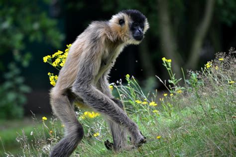 Forest loss threatens territorial gibbons in southern Borneo