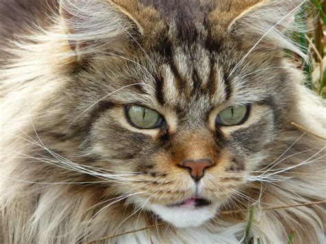 Are Maine Coons More Social Than Other Cat Breeds? - MaineCoon.org