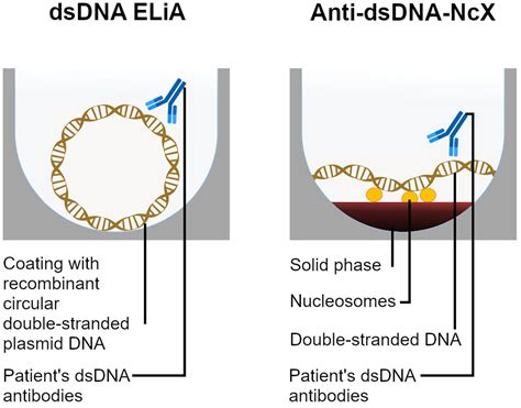 Frontiers | Comparative analysis of contemporary anti-double stranded ...