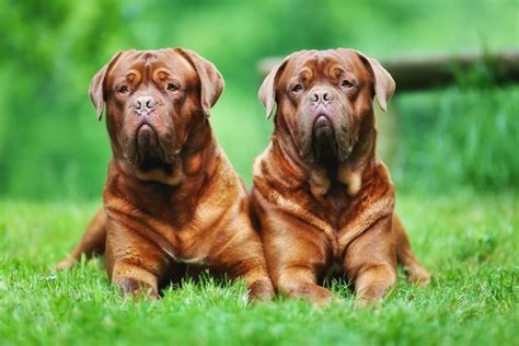 9 of the World's Largest Dog Breeds