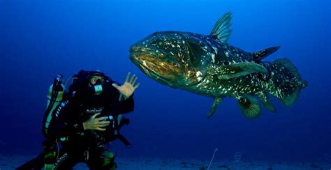 Coelacanth: The Fish From Another Age - KnowledgeNuts