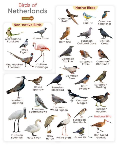 List of Birds Found in the Netherlands with Pictures