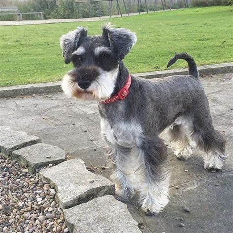 Miniature Schnauzer Facts | Schnauzer grooming, Miniature schnauzer ...