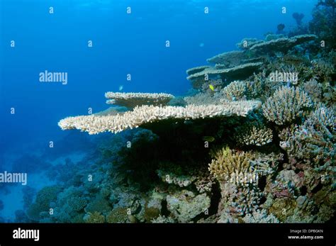 coral reef in Ras Muhammad National Park, Sinai Peninsula, Sharm el ...