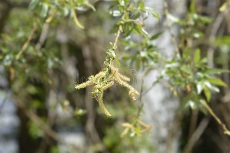 White willow stock photo. Image of close, garden, spring - 182749416