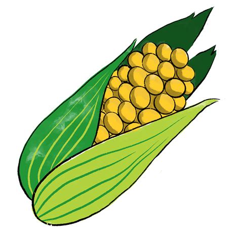 Corn Cob Png