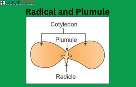 Radicle and Plumule: Definition, Differences, and Functions