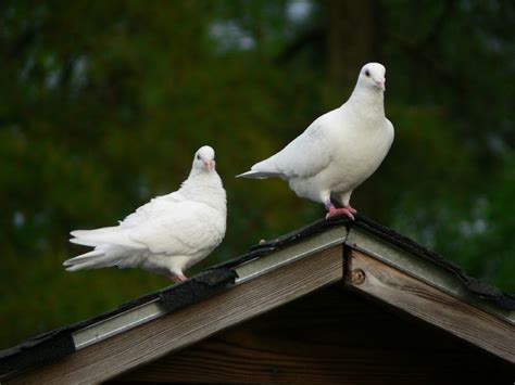 Homing Pigeons | BirdNote