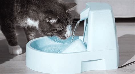 Is My Cat Drinking Water? All About Cat Hydration - Temptations™ Singapore