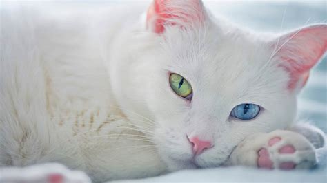 Gatos: ¿Por qué los gatos blancos de ojos azules suelen ser sordos?