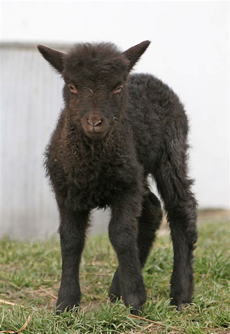 Manx Loaghtan Lamb | The Manx Loaghtan is a breed of sheep (… | Flickr