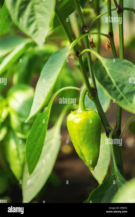 Paprika plant leaf hi-res stock photography and images - Alamy