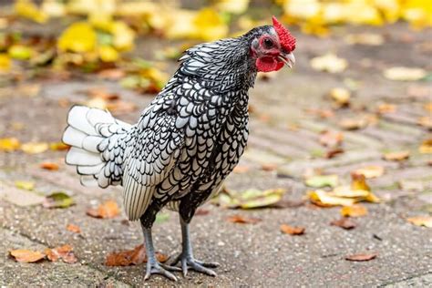 Sebright Chicken All You Need To Know: Color Varieties and More ...