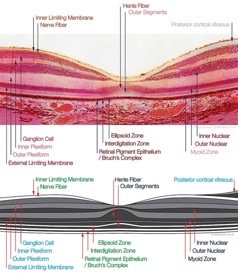 Histology of retina (Image source: Wikimedia commons | Download Scientific Diagram