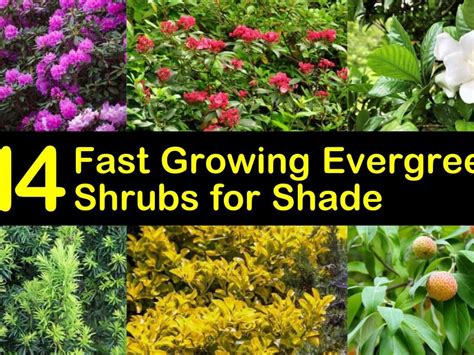 Best Small Shrubs For Shade Uk