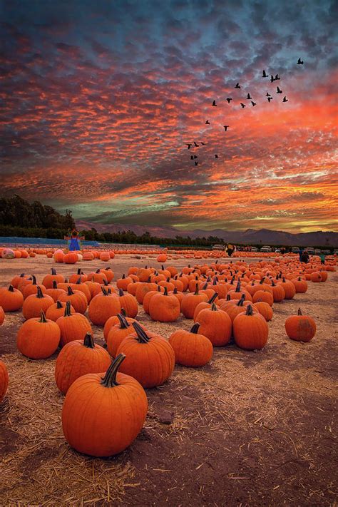 Pumpkin Harvest Sunset Photograph by Lynn Bauer - Fine Art America