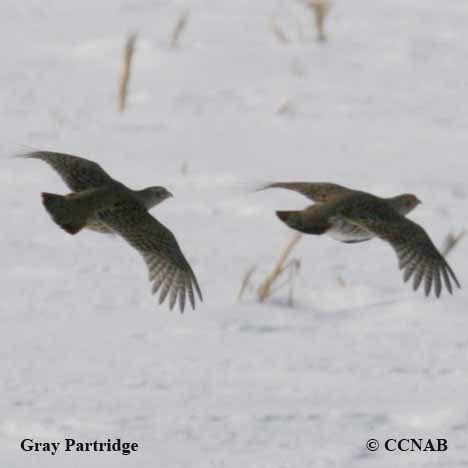 Gray Partridge (Perdix perdix) - GRAP