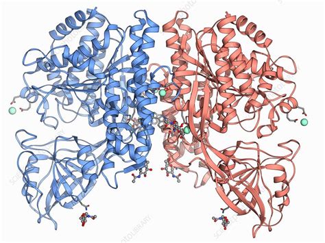 Human transferrin receptor molecule - Stock Image - F006/9280 - Science Photo Library