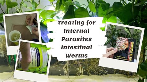 Treating Aquarium Fish for Internal Parasites Intestinal Worms - YouTube