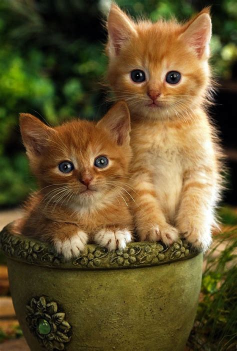 orange tabby kittens - Kittens Photo (41521049) - Fanpop - Page 2