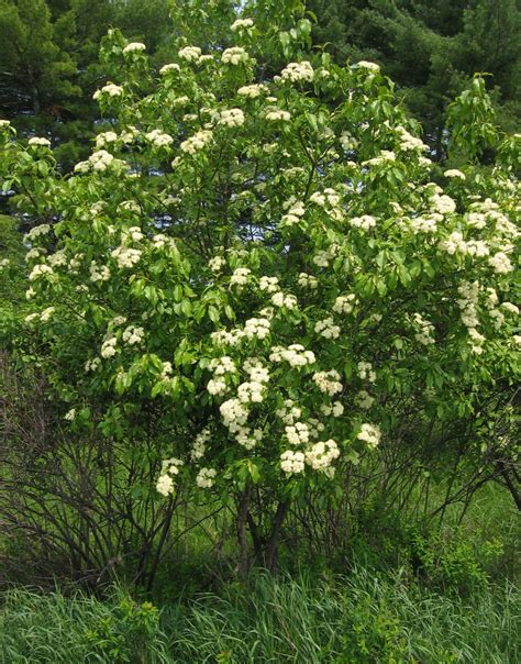 Viburnum lentago - Nannyberry - Friends of the Arboretum (FOA)