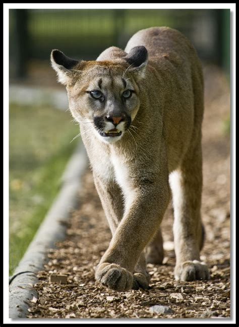 Puma | Puma at Wildlife Heritage Foundation, Kent | William Martin | Flickr