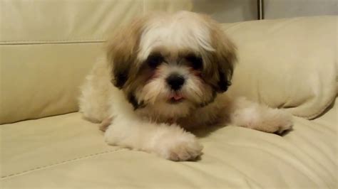 Cute Shih Tzu Puppy Barking - YouTube