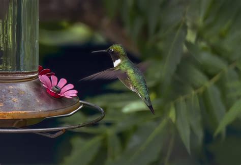 The Best Spots In Your Garden for a Hummingbird Feeder