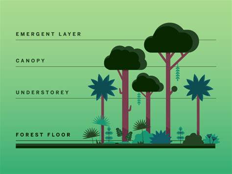 Rainforest Trees Layers