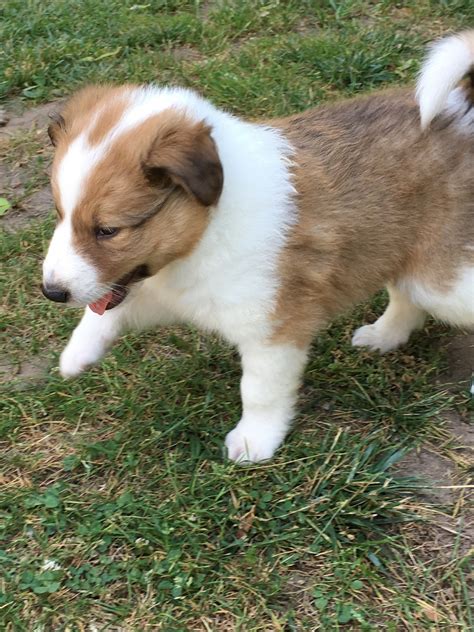 Shetland Sheepdog Puppies For Sale | Hartford, MI #210333