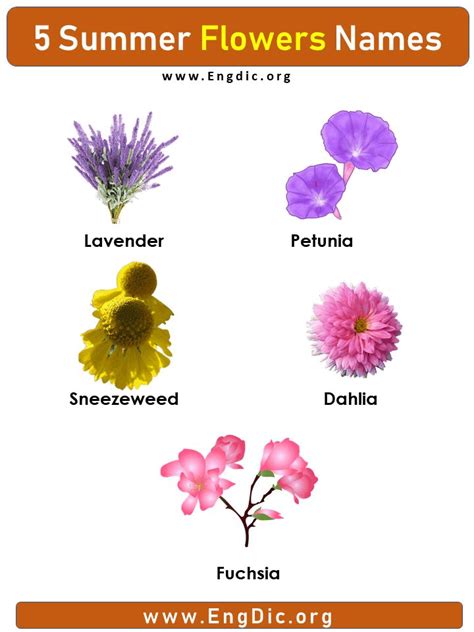 5 Summer Flower Names with pictures | Flower names, Flowers names and pictures, Summer flowers