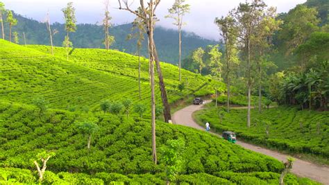 Sri Lanka Tea Garden Mountains And Green Hills In Nuwara Eliya Stock ...