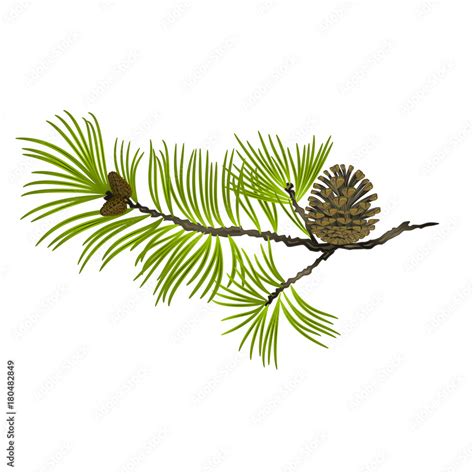 Pine Tree Branch Drawing