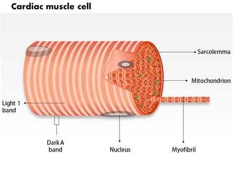 Simple Cardiac Muscle Cell Diagram - bmp-tips