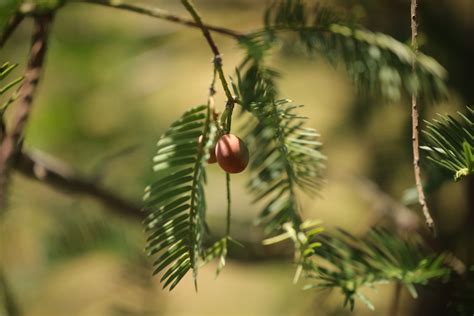 Japanese Plum-yew from 清华大学 on August 16, 2023 at 12:58 PM by 寒月米狼 · iNaturalist