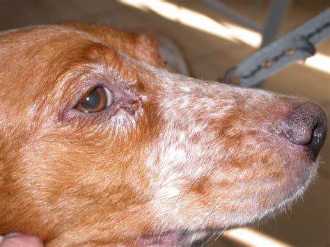 Canine leishmaniasis leishmaniosis leishmaniose | Flickr - Photo Sharing!