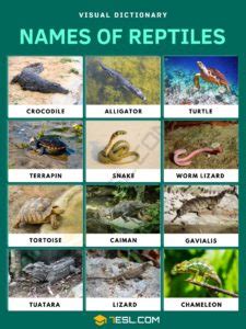 Names of Reptiles in English with Pictures • 7ESL